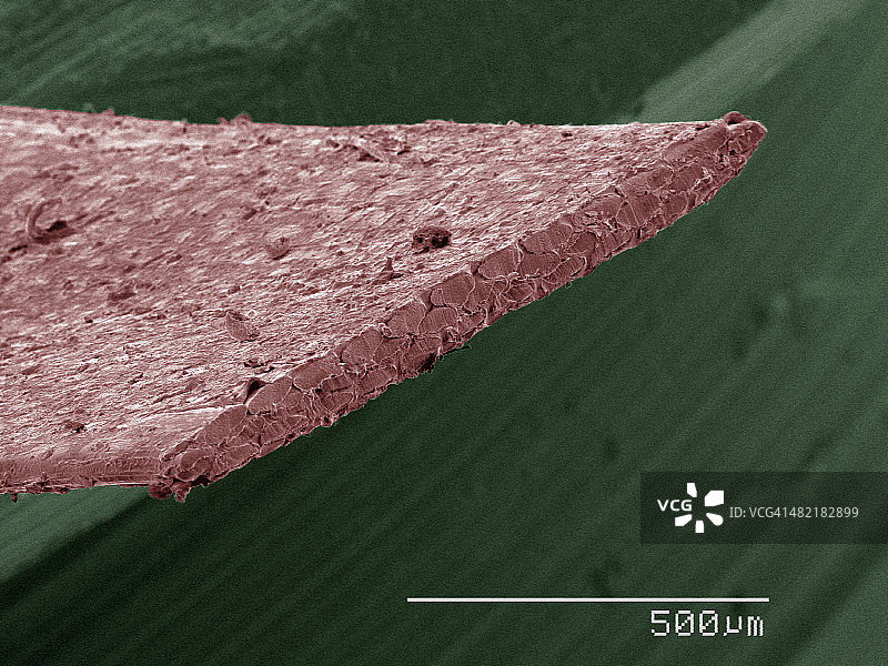 牙线的彩色扫描电镜图像图片素材