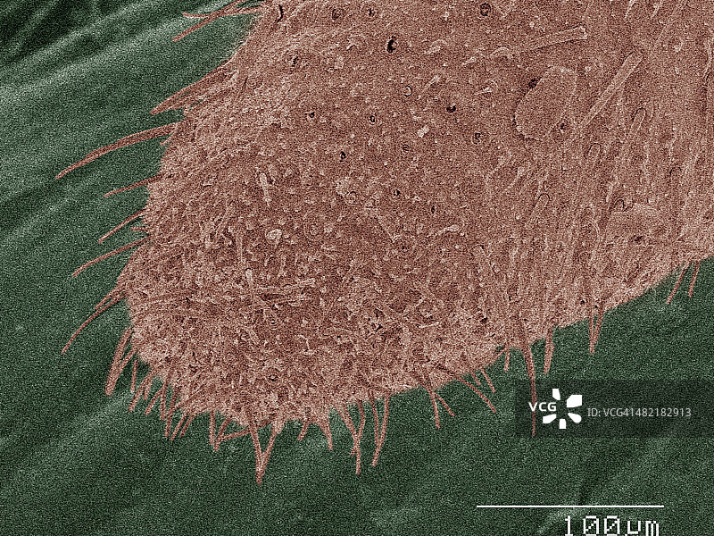 美洲蟑螂口器的彩色扫描电镜图图片素材