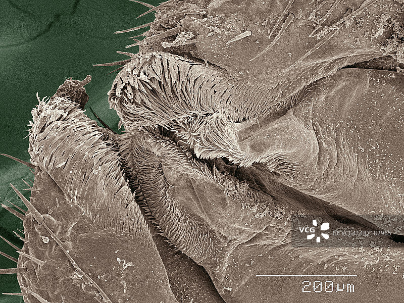 美洲蟑螂口器的彩色扫描电镜图图片素材