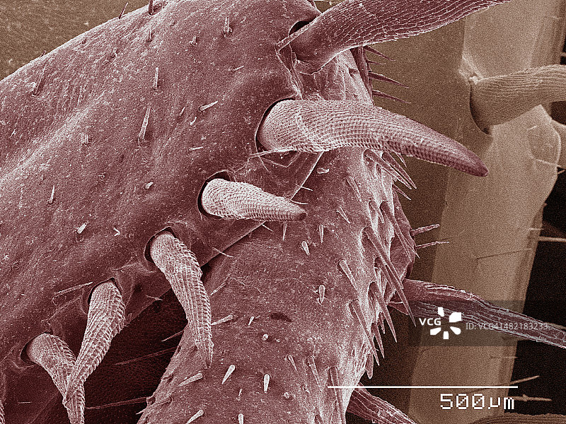 美洲蟑螂腿的彩色扫描电镜图像图片素材