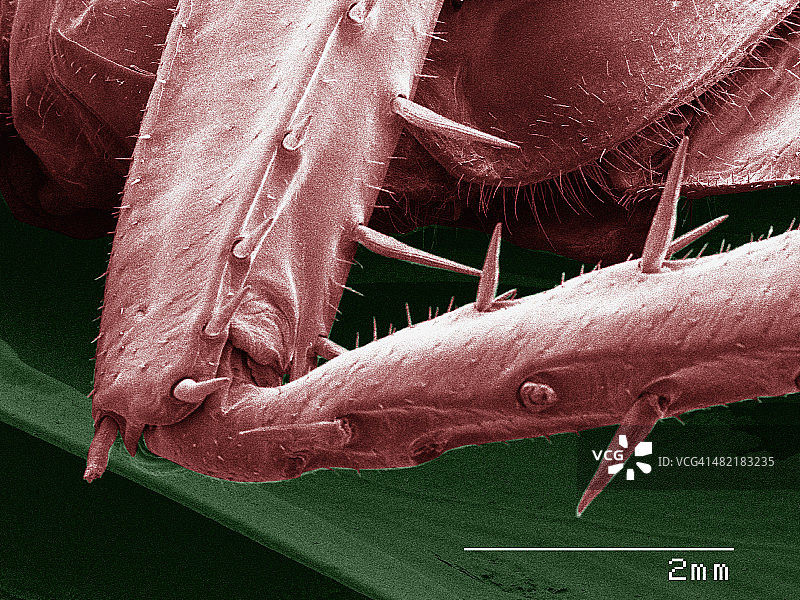 美洲蟑螂腿的彩色扫描电镜图像图片素材