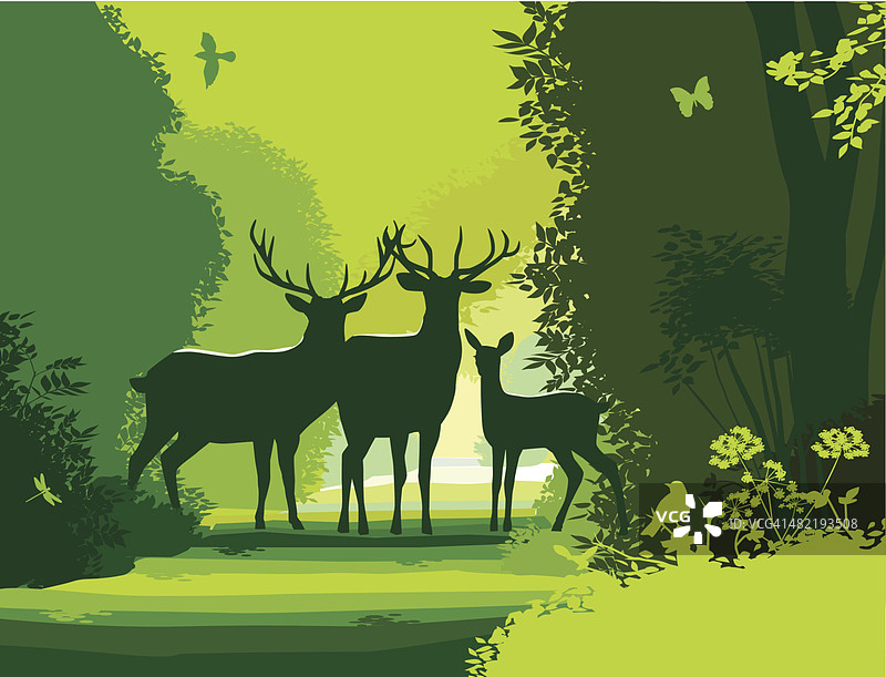 乡村野生鹿图片素材