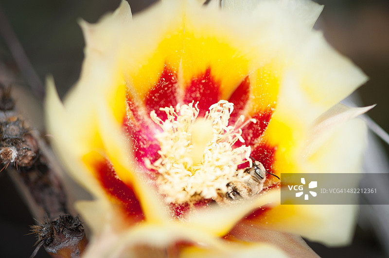 美国德克萨斯州布鲁斯特县拉吉塔斯仙人掌花中的蜜蜂图片素材