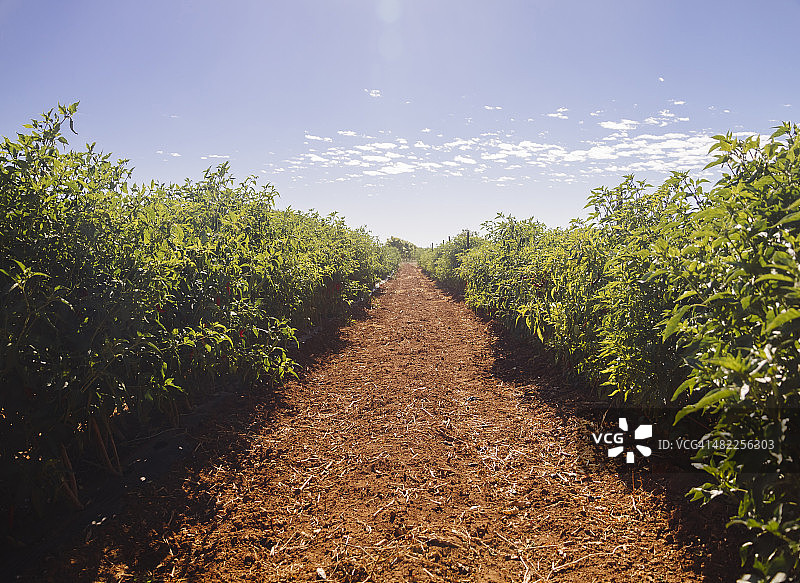澳大利亚西澳大利亚州卡那封农场辣椒植物图片素材