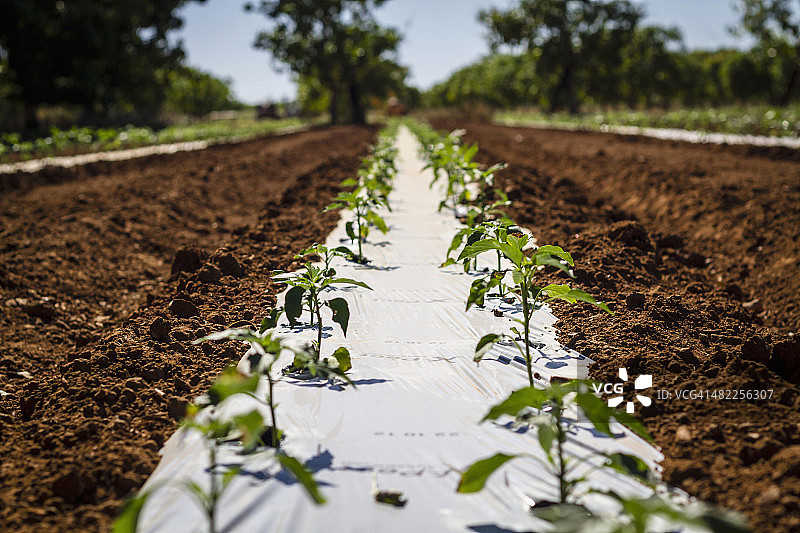 澳大利亚西澳大利亚州卡那封农场辣椒植物图片素材
