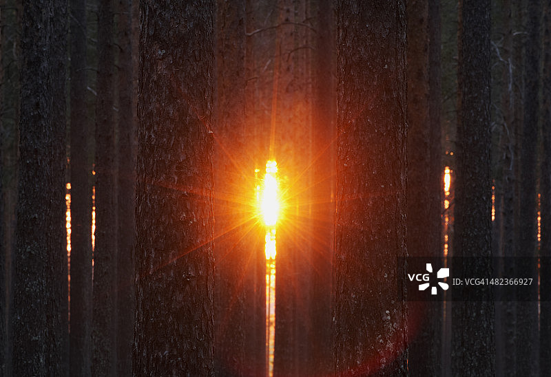 松树林中的日落图片素材