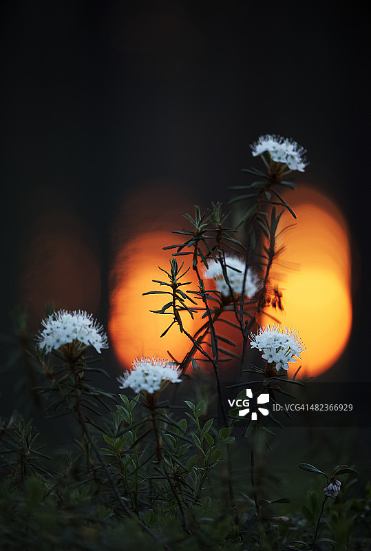 傍晚时分的北方拉布拉多茶图片素材