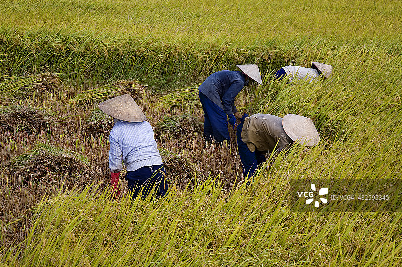 越南稻田图片素材
