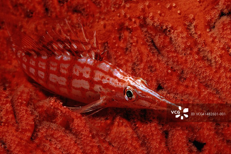 斐济亚努卡岛，红色珊瑚礁上的红鹰鱼，侧视图片素材