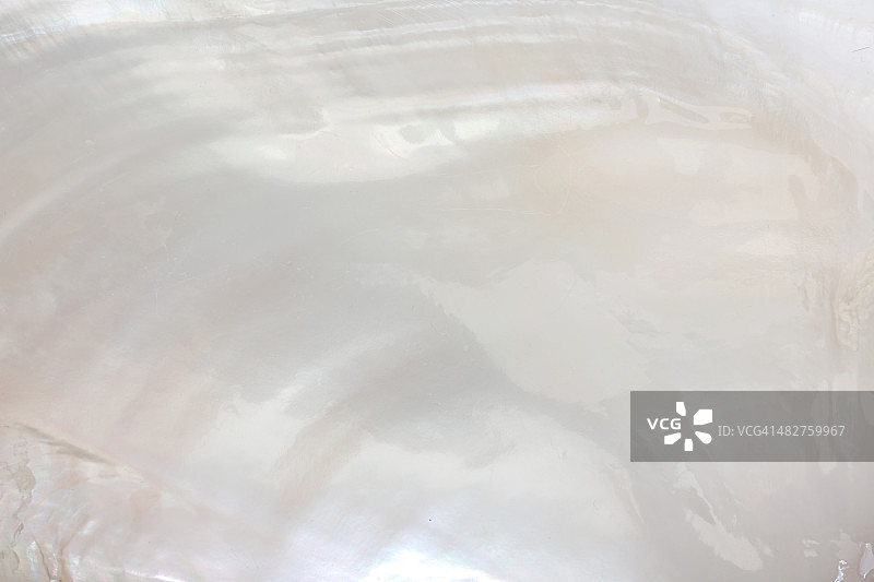 珍珠母贝，全画幅图片素材