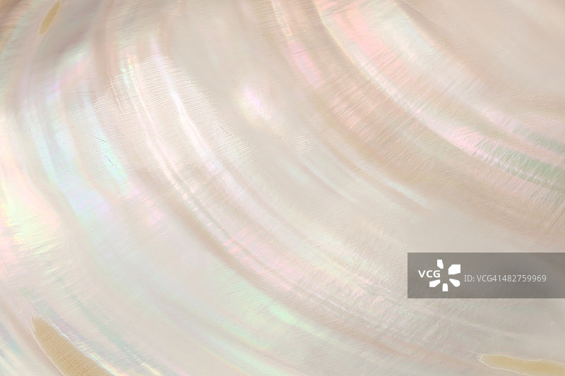 珍珠母贝，全画幅图片素材