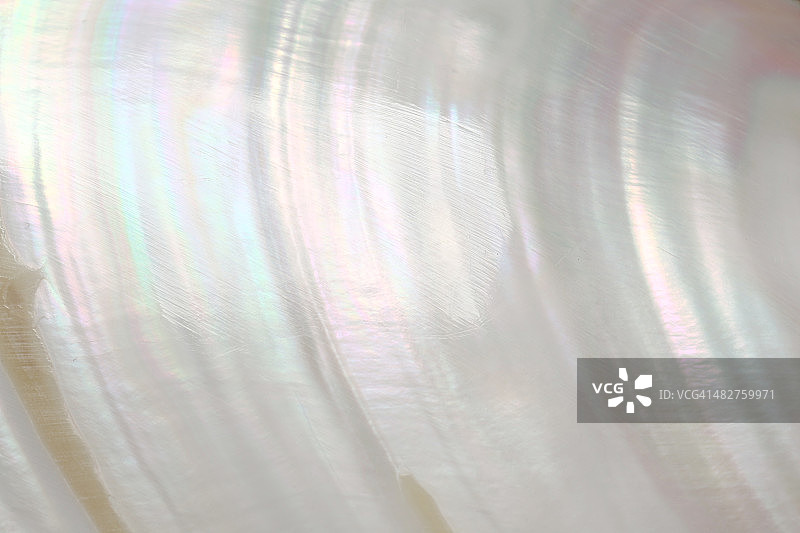 珍珠母贝，全画幅图片素材