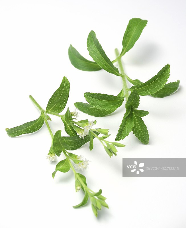 甜叶菊或甜草图片素材