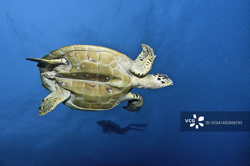 海龟之下图片素材