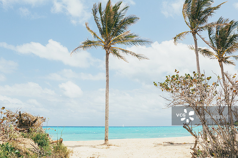 拥有海洋、棕榈树、云彩和天空的海滩图片素材