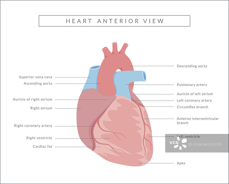 人类心脏前视图图片素材