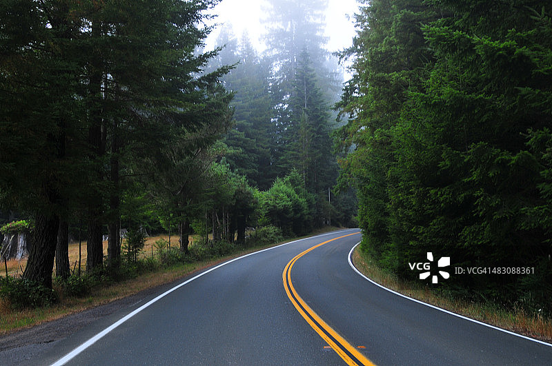 荒凉的森林公路图片素材