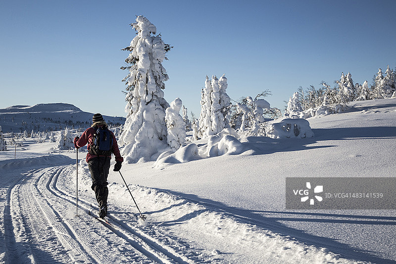 在完美雪地上滑雪的越野滑雪者图片素材