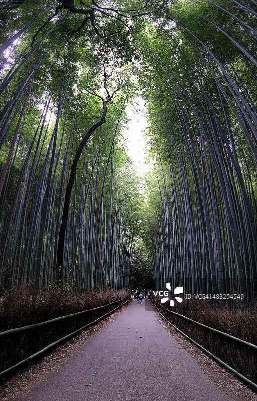 日本竹林图片素材