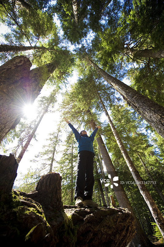 温带雨林图片素材