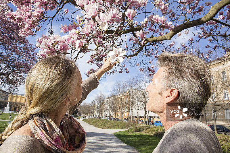 情侣俯瞰玉兰花道，春季图片素材