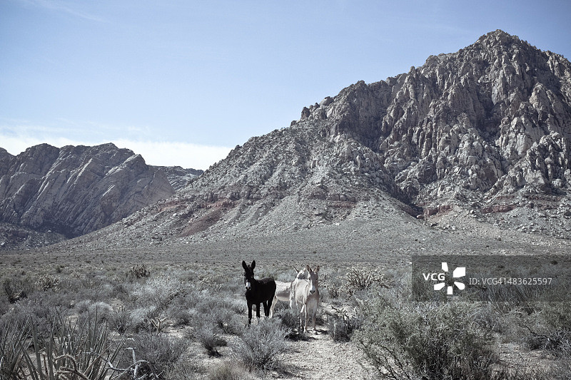 美国，内华达，红岩州立公园，第一峡谷，野生驴图片素材
