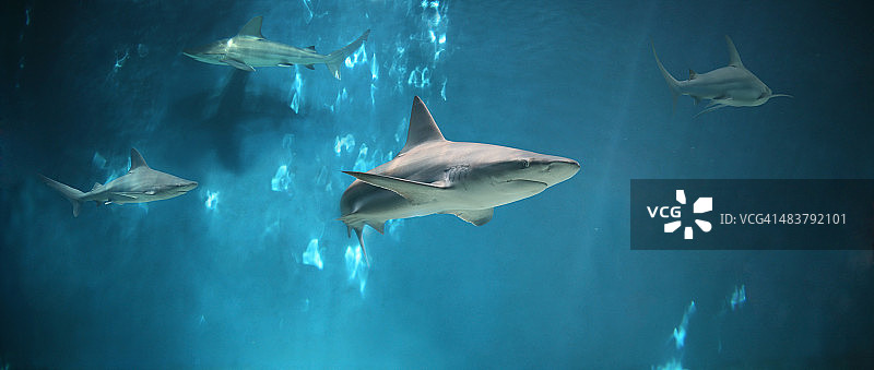 水下鲨鱼全景图片素材
