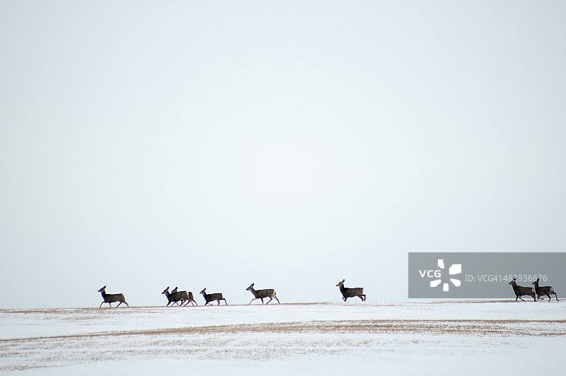 一月雪脊上的骡鹿图片素材