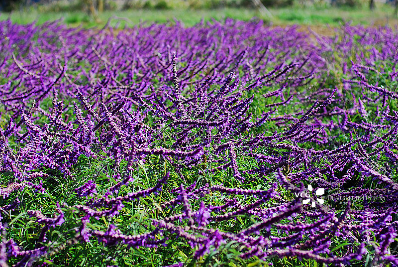 完美的紫色!图片素材