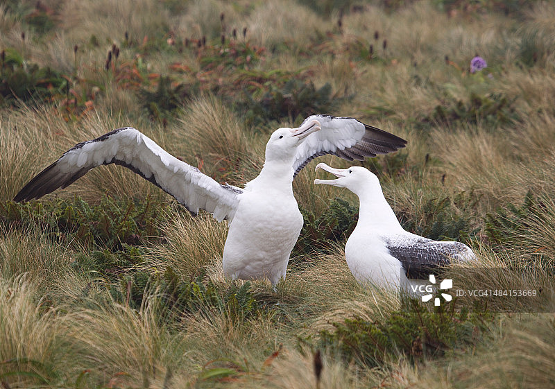 美丽的新西兰图片素材