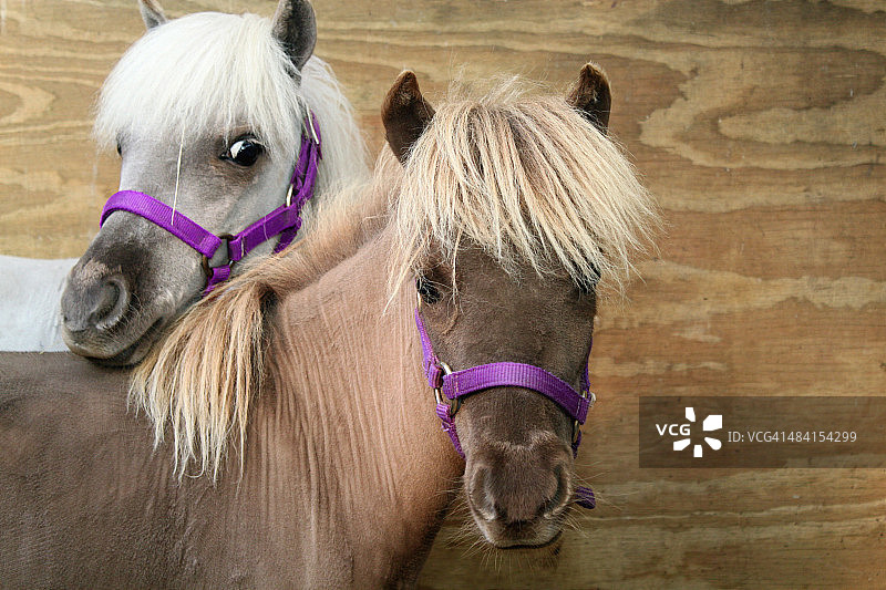完美的紫色!图片素材