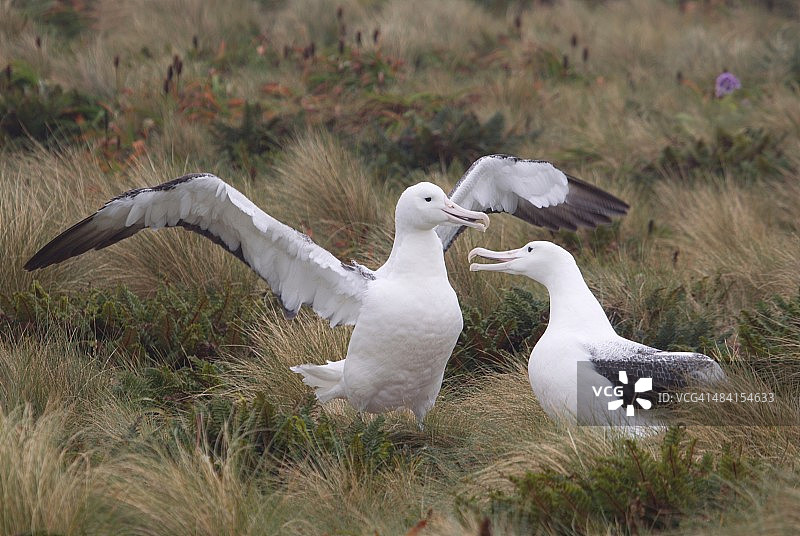美丽的新西兰图片素材