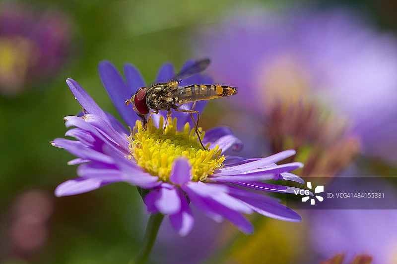 完美的紫色!图片素材