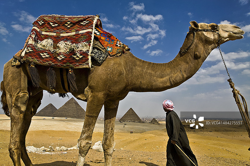 开罗的金字塔和骆驼图片素材