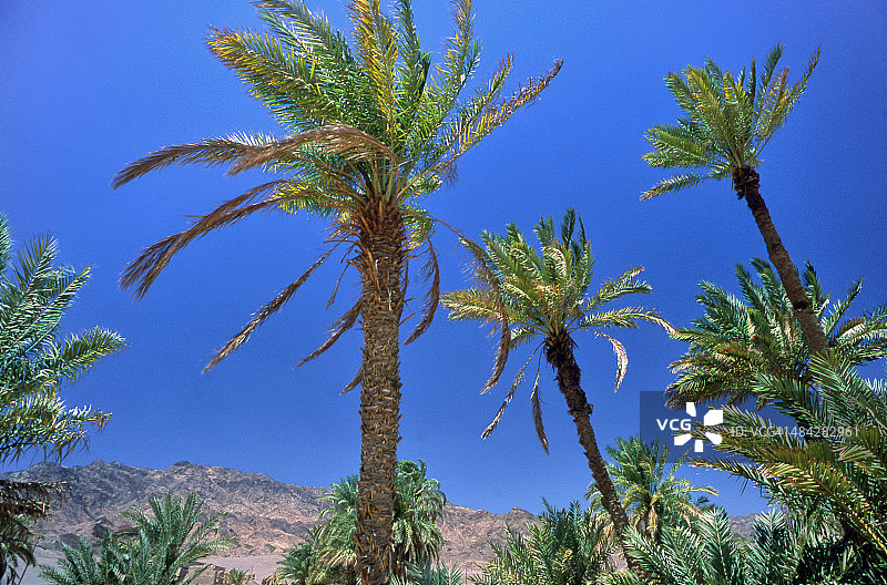 西奈半岛的棕榈树图片素材