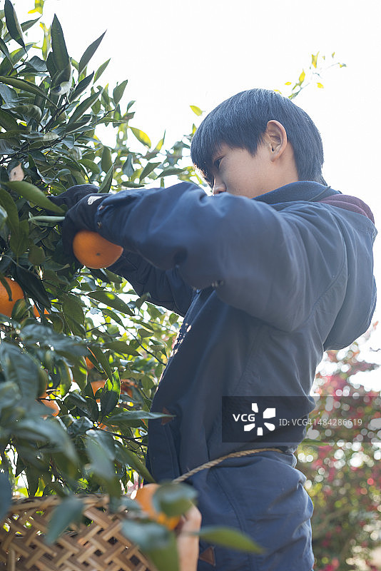 男孩采摘橙子图片素材