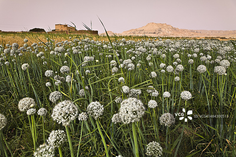 达赫拉绿洲，埃及图片素材