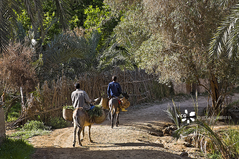 埃及拜维提图片素材