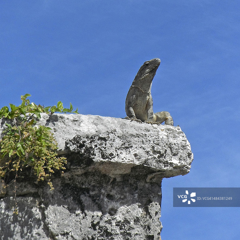图卢姆玛雅遗址上的鬣蜥图片素材
