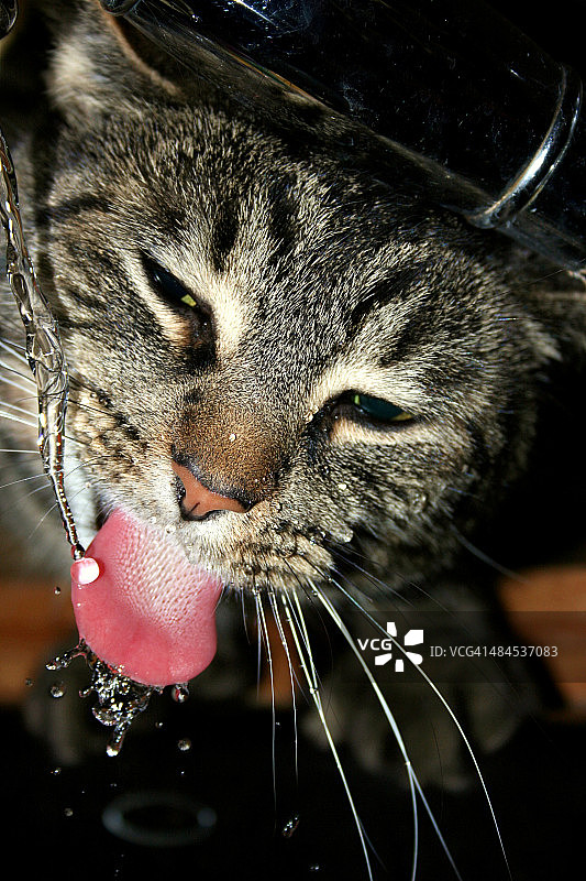 猫喝水龙头里的水图片素材