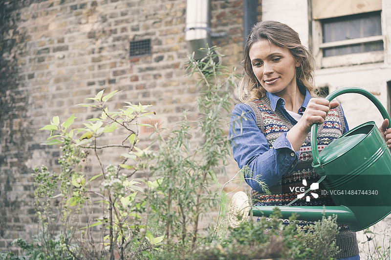 妇女在城市花园（英国伦敦）里浇花图片素材