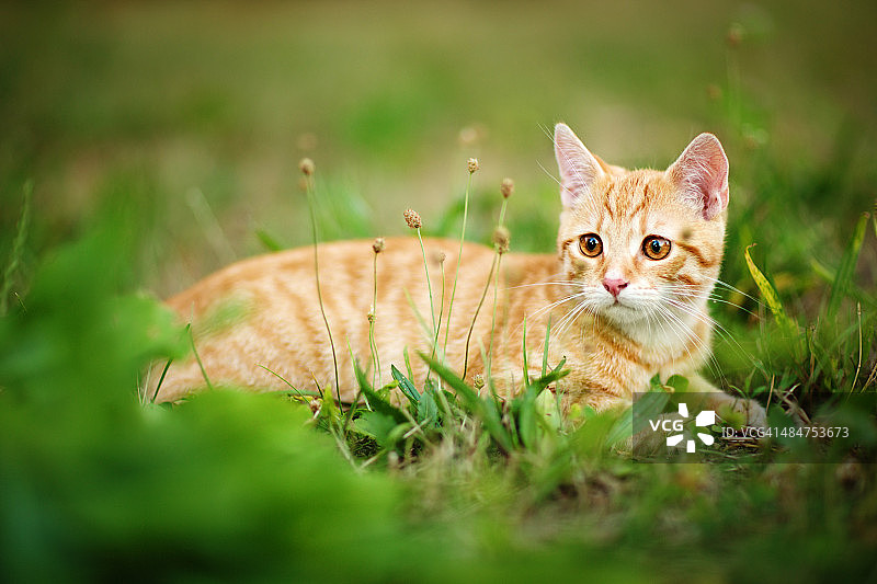 可爱的红色虎斑小猫卧在草地上图片素材