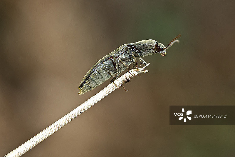 毛根金针虫图片素材