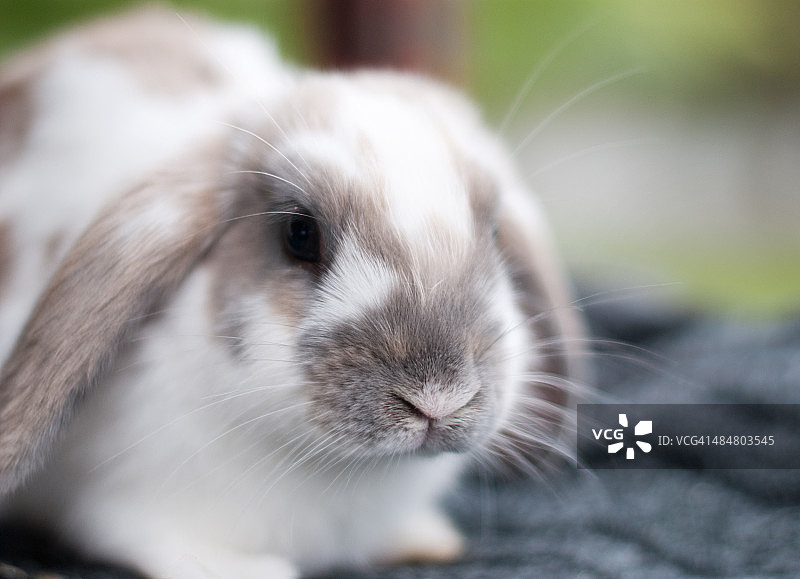 侏儒垂耳兔图片素材