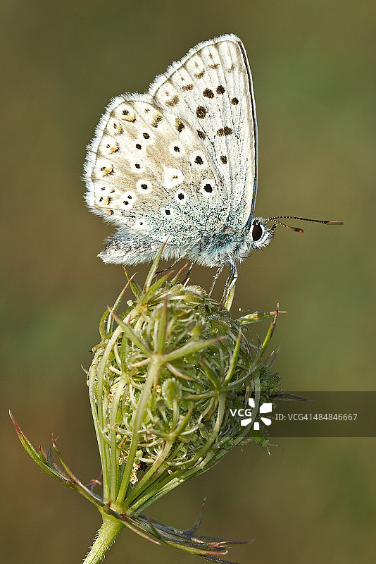 白斑蓝灰蝶图片素材