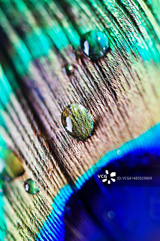 孔雀羽毛上的水滴图片素材