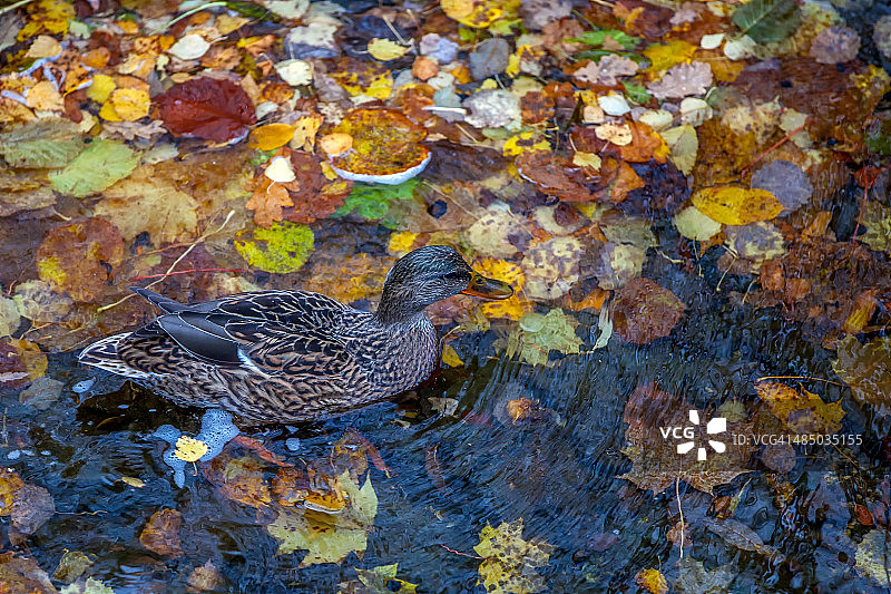 河里游泳的鸭子图片素材