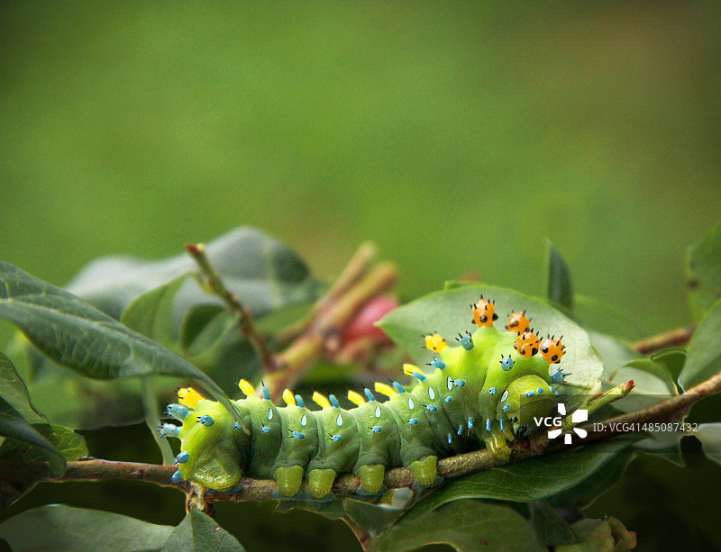 北美大蚕蛾毛毛虫图片素材