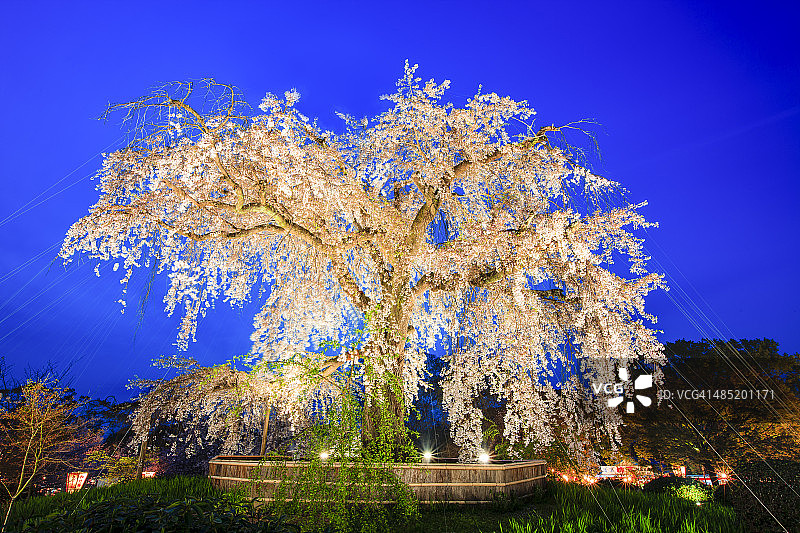 丸山公园的 weeping 樱花树图片素材