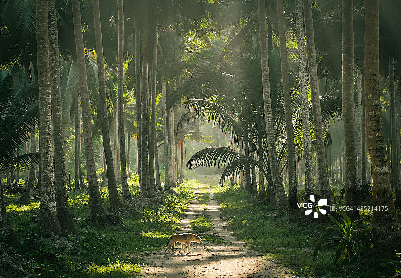 丛林小巷图片素材